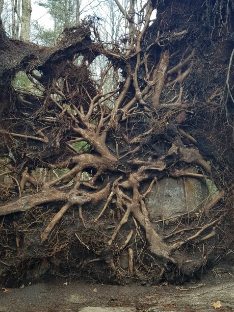 令人毛骨悚然的树根图片下载