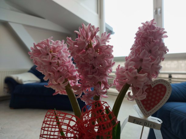 罗莎·海津森，海辛图斯·东方人图片下载