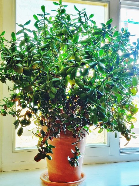 钱树芬尼树图片下载