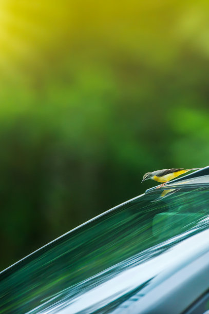 灰色的尾巴坐在车顶上，看着镜子里的自己。图片下载