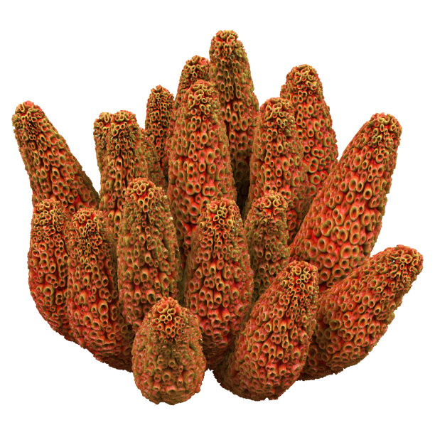 3D插图珊瑚在白色图片下载