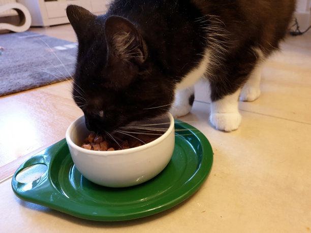 猫吃碗里的湿食物图片下载