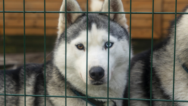 笼子里的西伯利亚哈士奇。哈士奇在街上的鸟舍里，在铁栏后面。动物的概念。图片下载