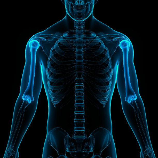 人体骨骼系统、肱骨关节解剖学图片下载