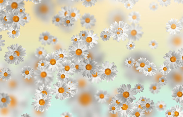 春夏装的概念。洋甘菊花图案背景。花图案设计，墙纸，织物。三维演示图片下载