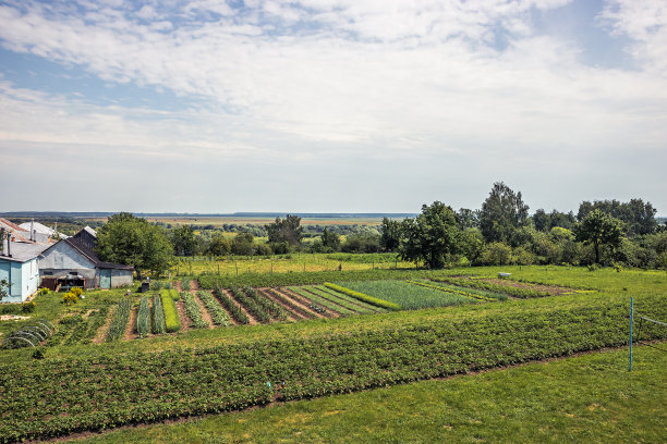 夏日乡村景观与栽培农家厨房花园在阳光明媚的夏日视野图片下载