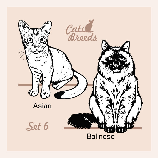 猫的品种-亚洲巴厘-快乐的猫图片下载