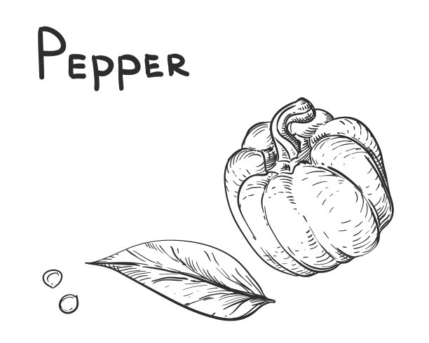 手绘黑白套辣椒、种子素描。矢量插图。元素在图形风格标签，卡，不干胶，菜单，包装。雕刻风格的插图。图片下载