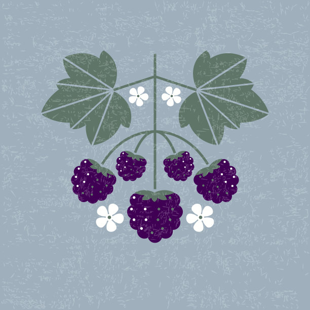 黑莓插图。浆果带着破旧的叶子和花朵，有划痕的背景。图片下载