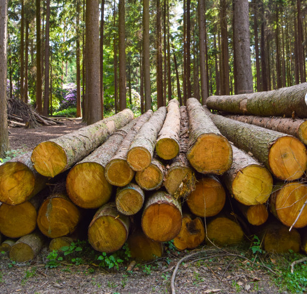 在森林中砍木头图片下载