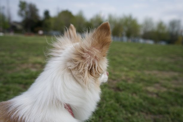 一只吉娃娃狗的头。图片下载