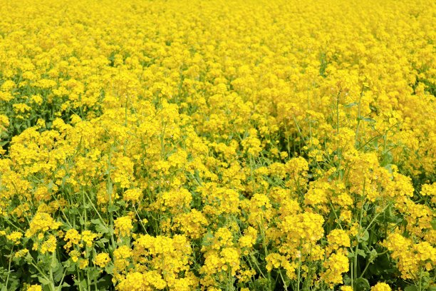 油菜花开，三月花开图片下载