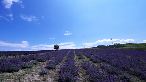 Biei花领域图片下载