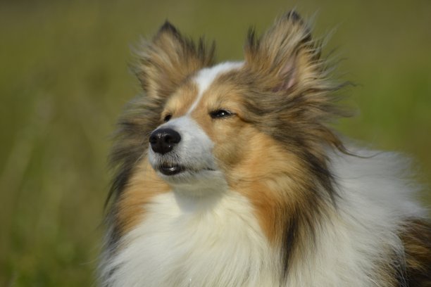 赫莉丝设得兰牧羊犬图片下载