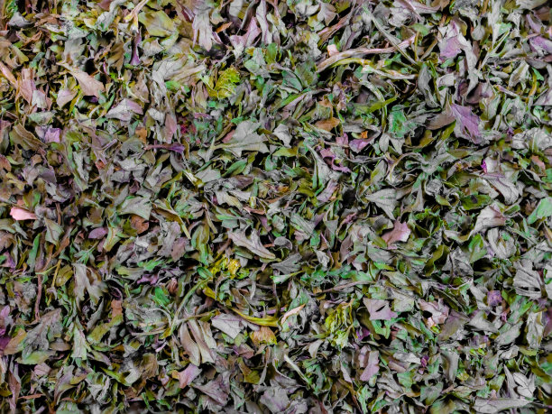 微距照片绿色干燥和切成小块的山萝卜叶撕成非常近的细节俯视图食物背景图片下载