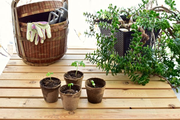 春菜苗木，日光温室种植图片下载