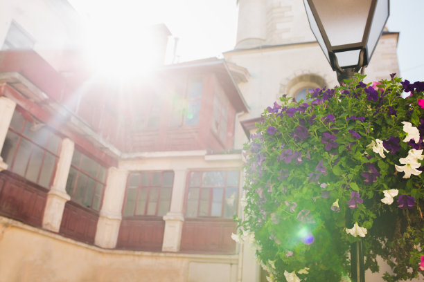 利沃夫住宅庭院中的花坛。拂晓的太阳穿过树叶。图片下载