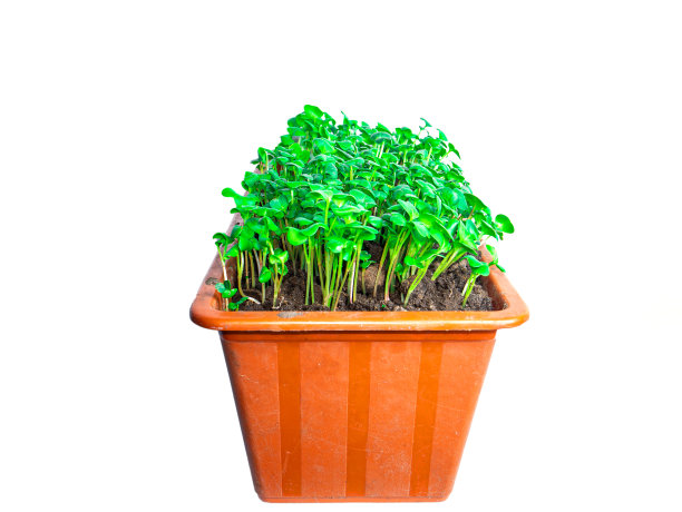 绿色的萝卜蔬菜在一个塑料盒子里。图片下载