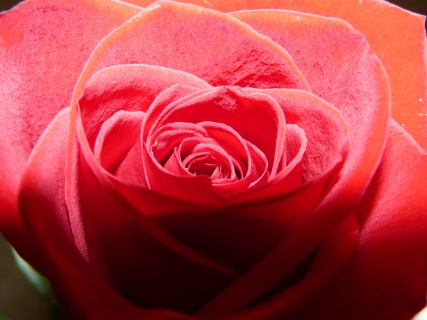 玫瑰之心图片下载