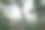 高耸的松树映衬着云雾缭绕的高山图片下载