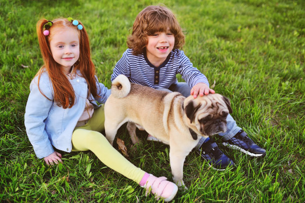 男孩和女孩在公园的草地上玩哈巴狗品种图片下载