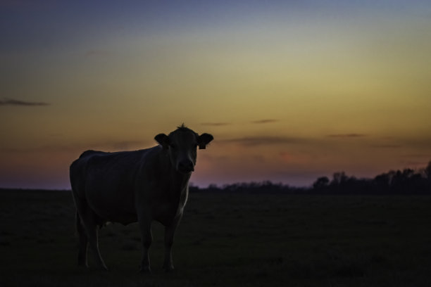 粉红色晚霞映衬下的牛的剪影图片下载