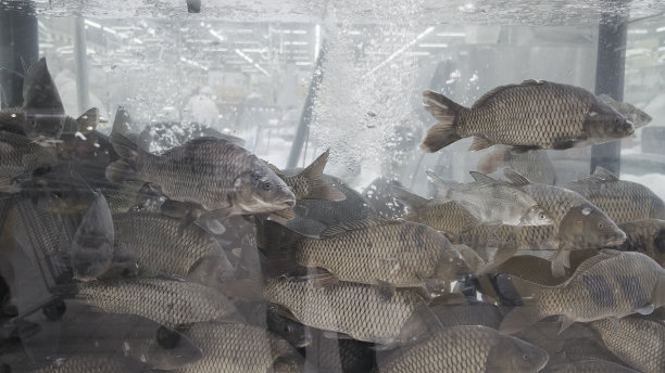 商场水族箱里活鲤鱼鱼。国际，拉丁名塞浦路斯carpio图片下载