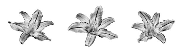 三朵银色百合花设置白色背景孤立特写顶视图，美丽的黑白百合花收集，闪亮的灰色金属百合，花卉设计元素，自然图案，装饰图片下载