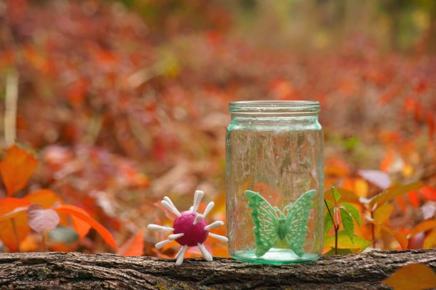 玻璃罐里的蝴蝶。图片下载