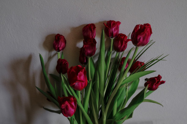 枯萎的红色郁金香近距离的红色郁金香。枯萎的花在墙上汇聚成一束图片下载
