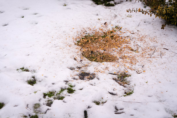 鸟粮躺在雪地上图片下载
