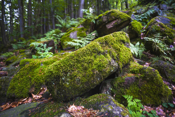 有苔藓和石头的神秘森林。图片下载
