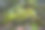 有苔藓和石头的神秘森林。图片下载