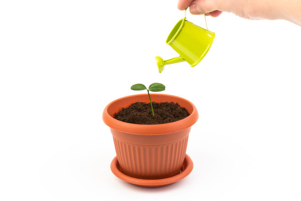 女用洒壶手浇柠檬树芽。在家给幼苗浇水。园艺和生态概念。图片下载