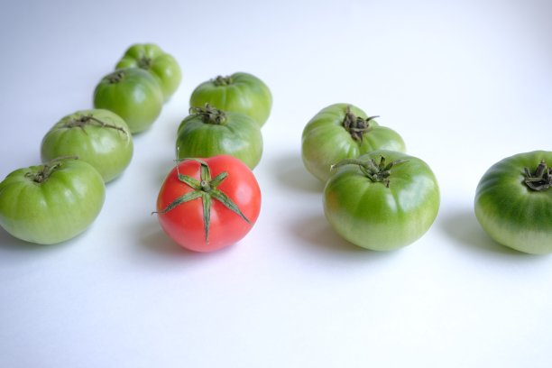 不同的概念。绿番茄中有一个红番茄。领导力，独特性，与众不同的想法，商业成功。图片下载