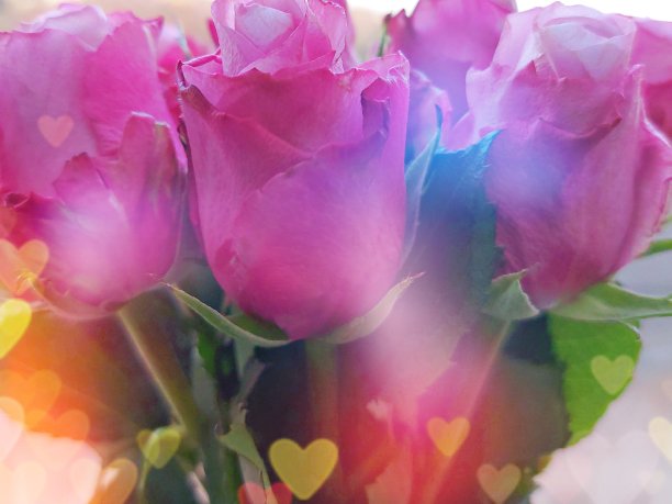 妇女节的玫瑰图片下载