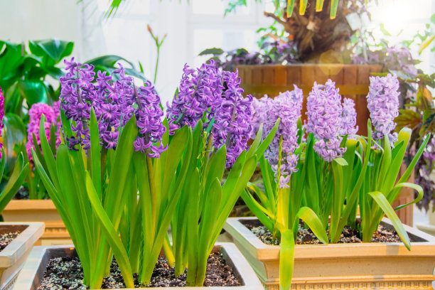 春天，温室里的花盆里盛开的风信子。图片下载