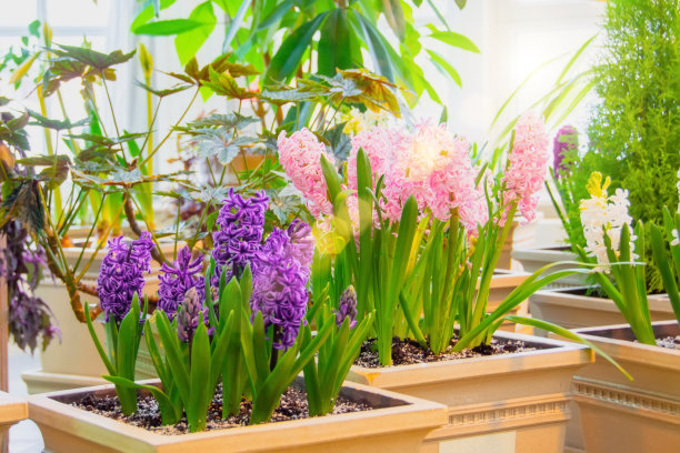 春天，温室里的花盆里盛开的风信子。图片下载