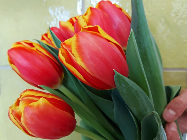 妇女节的郁金香图片下载