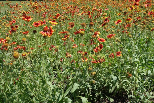 6月中旬，山蓟红黄相间的花全部开花图片下载