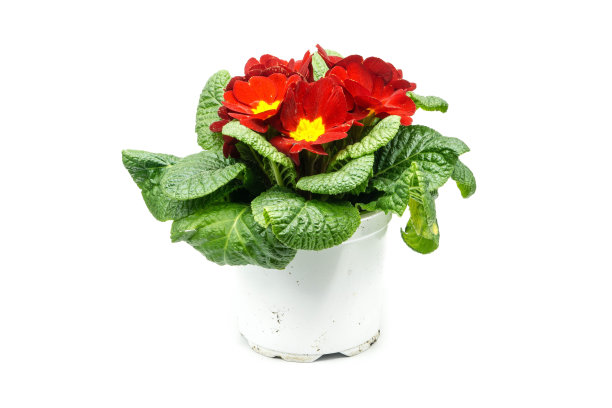 盆栽中的红色樱草花，在白色背景上孤立图片下载