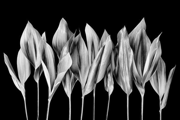 银叶暗黑色背景孤立特写，灰色金属叶边，花瓣设计元素，花枝，植物枝，树梢，芽，天然叶装饰，植物图案图片下载