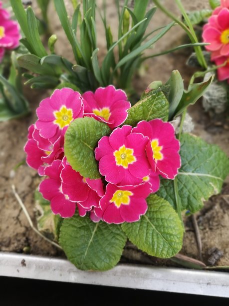 月见草图片下载