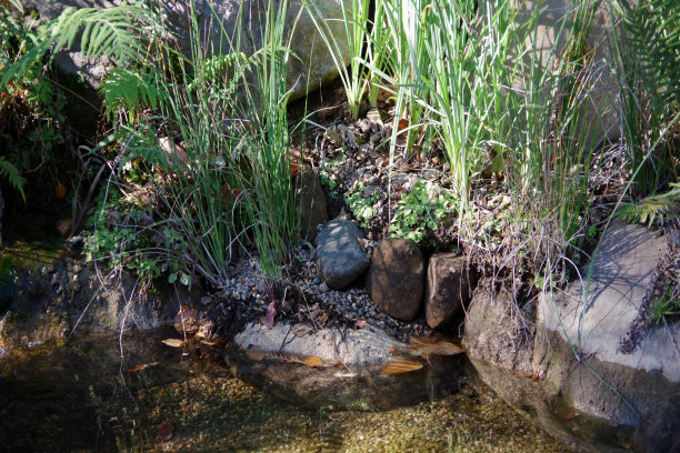 天然的池塘图片下载