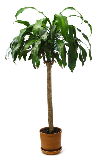 棕榈树(龙血蜥)孤立在白色的背景图片下载