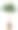 棕榈树(龙血蜥)孤立在白色的背景图片下载