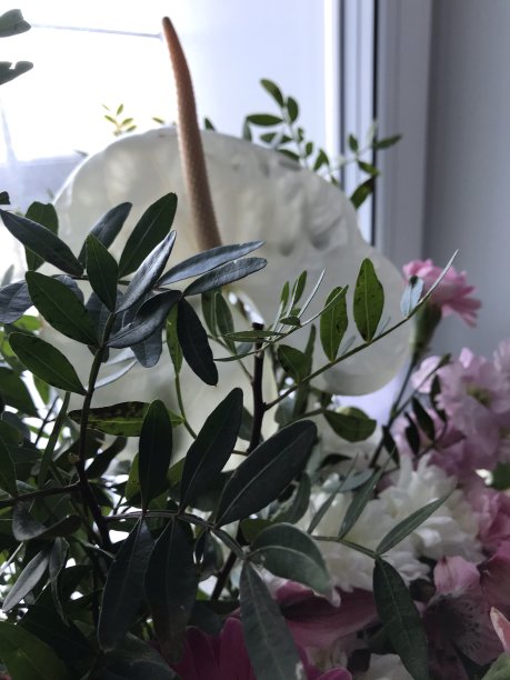 绿叶白花图片下载