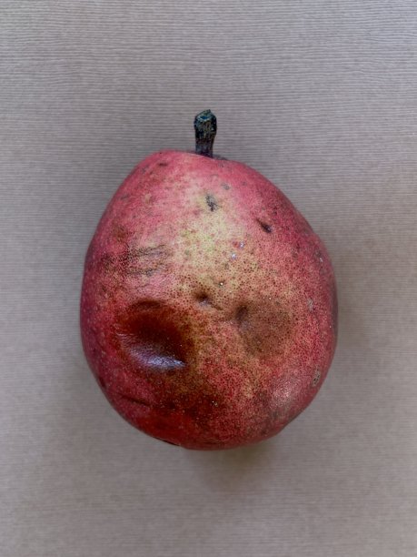 熟透了的红梨依然好吃图片下载