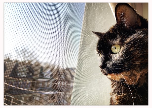 往窗外看的老猫图片下载