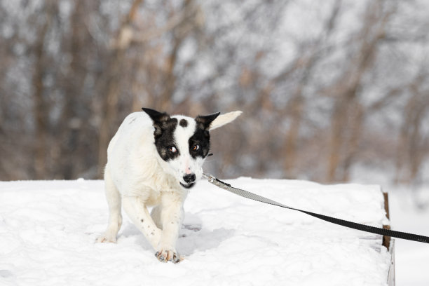 冬天，一只黑白相间、颜色不同寻常的狗被拴在皮带上在雪地里奔跑玩耍。有趣的狗散步。有趣的动物。在寒冷的季节遛宠物。高质量的照片图片下载